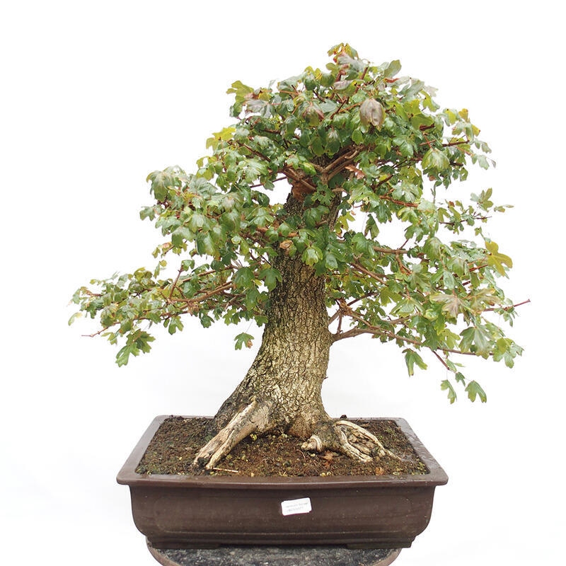 Bonsai im Freien - Baby-Ahorn - Acer campestre