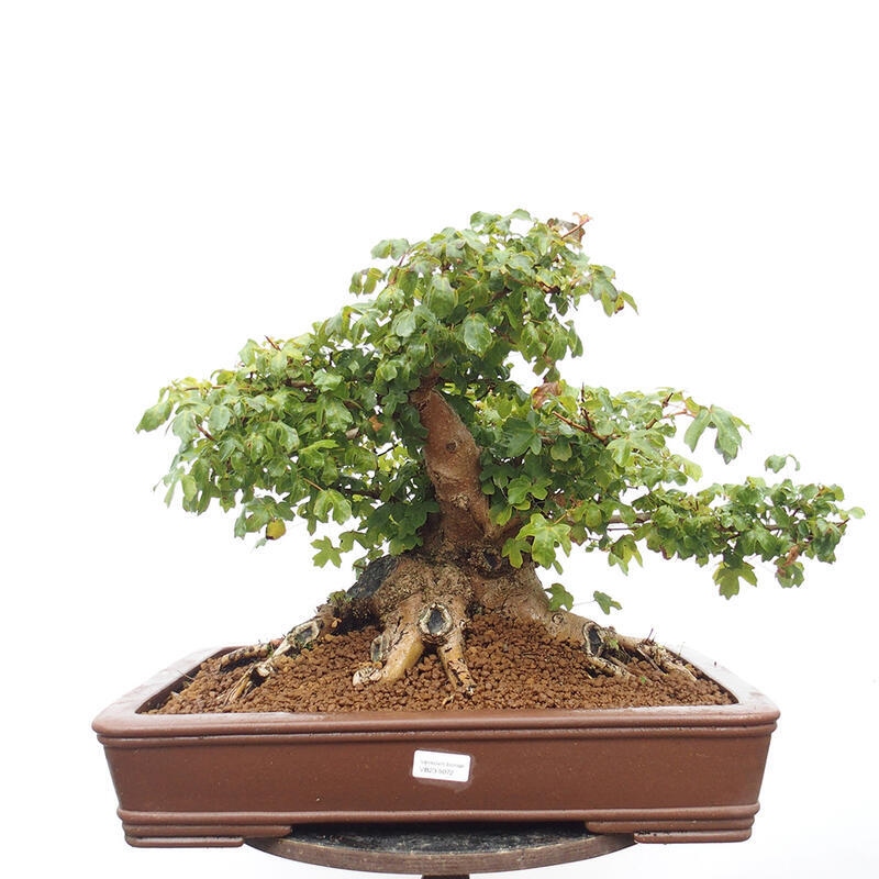 Bonsai im Freien - Baby-Ahorn - Acer campestre