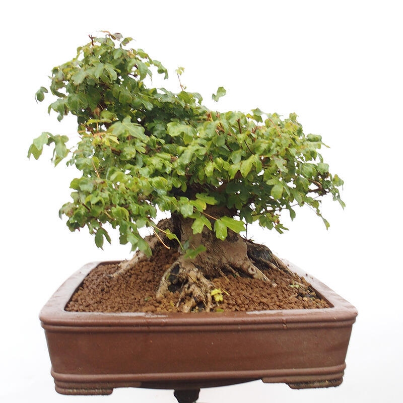 Bonsai im Freien - Baby-Ahorn - Acer campestre