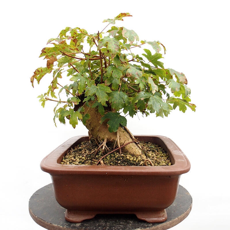 Bonsai im Freien - Baby-Ahorn - Acer campestre