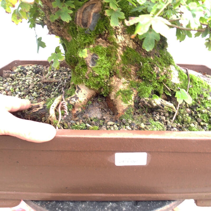 Bonsai im Freien - Baby-Ahorn - Acer campestre