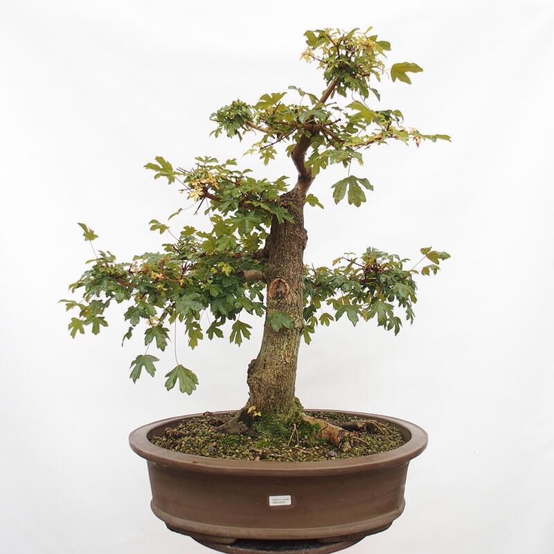 Bonsai im Freien - Baby-Ahorn - Acer campestre