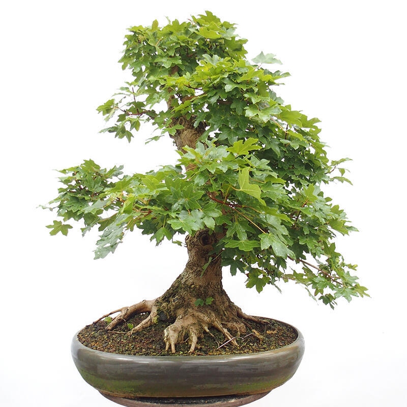 Bonsai im Freien - Baby-Ahorn - Acer campestre