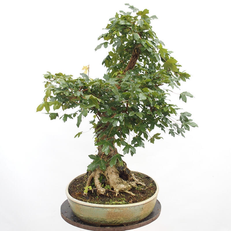 Bonsai im Freien - Baby-Ahorn - Acer campestre