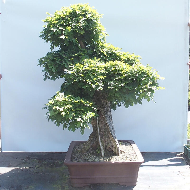 Bonsai im Freien - Baby-Ahorn - Acer campestre