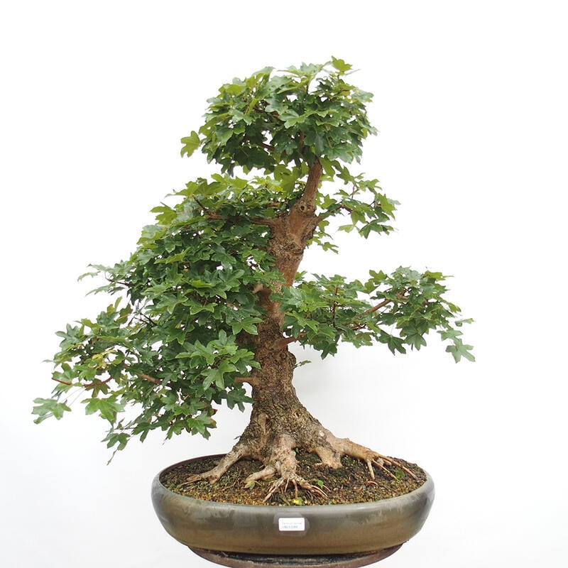 Bonsai im Freien - Baby-Ahorn - Acer campestre