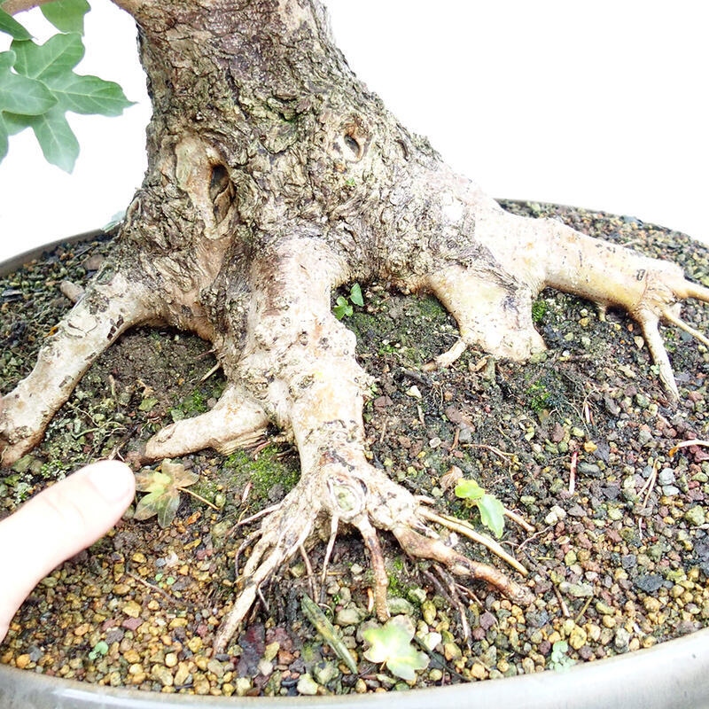 Bonsai im Freien - Baby-Ahorn - Acer campestre