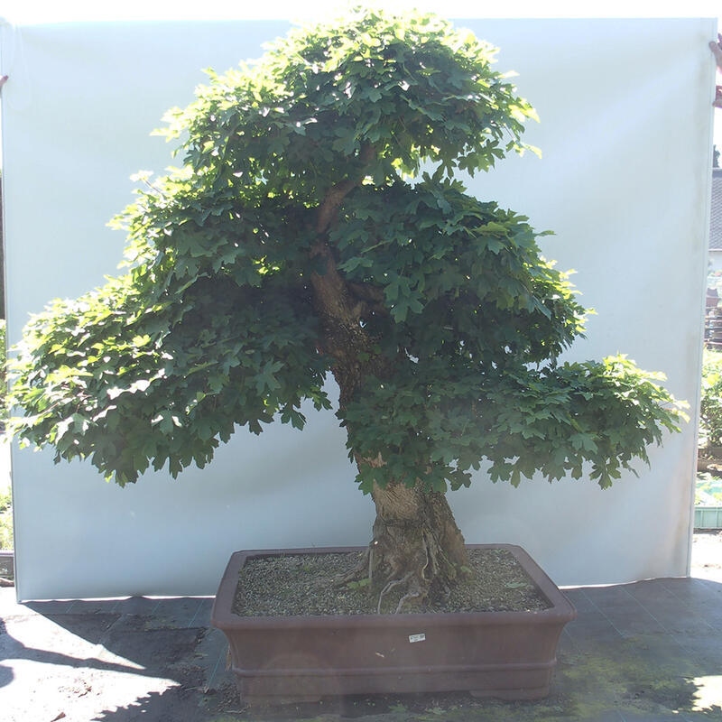 Bonsai im Freien - Baby-Ahorn - Acer campestre