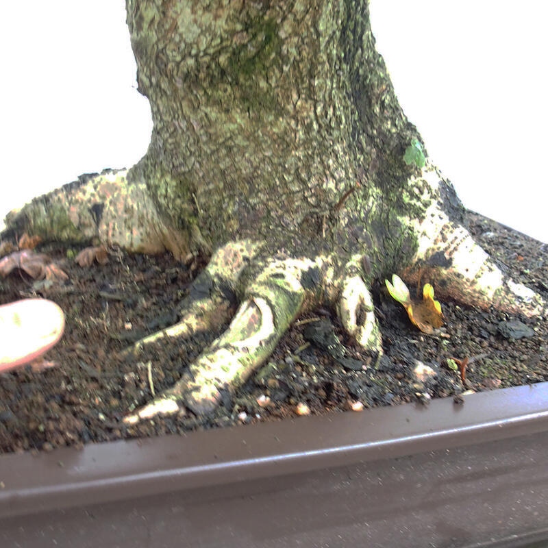 Bonsai im Freien - Baby-Ahorn - Acer campestre