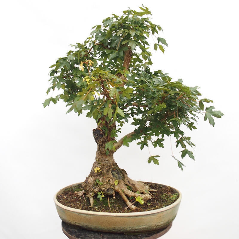 Bonsai im Freien - Baby-Ahorn - Acer campestre