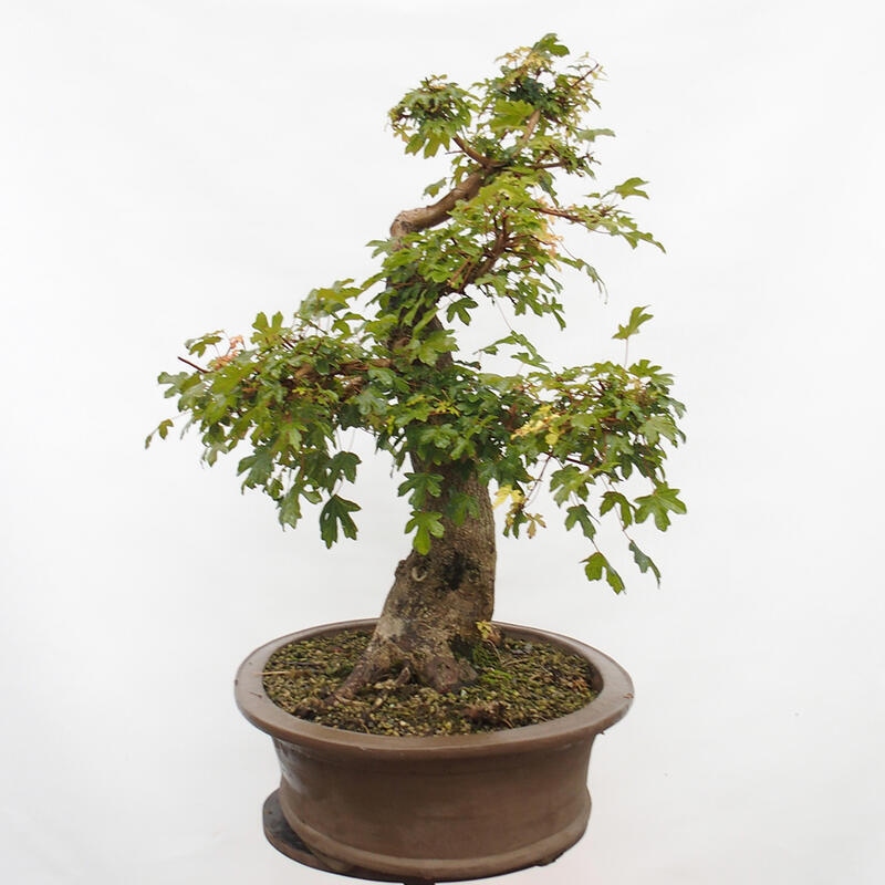 Bonsai im Freien - Baby-Ahorn - Acer campestre