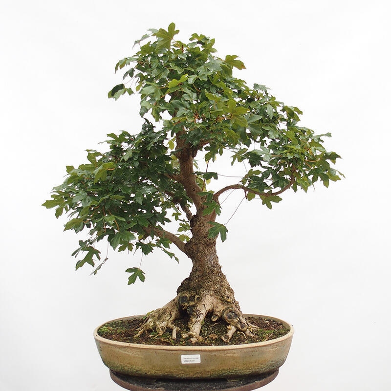 Bonsai im Freien - Baby-Ahorn - Acer campestre