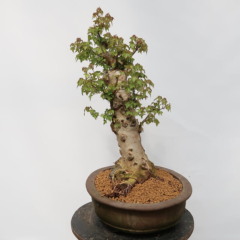 Outdoor-Bonsai – Burger-Ahorn – Acer Burgerianum – NUR PALETTENTRANSPORT