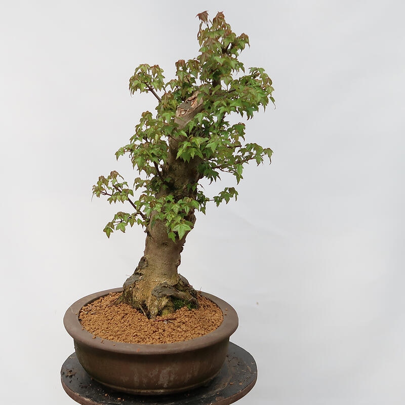 Outdoor-Bonsai – Burger-Ahorn – Acer Burgerianum – NUR PALETTENTRANSPORT