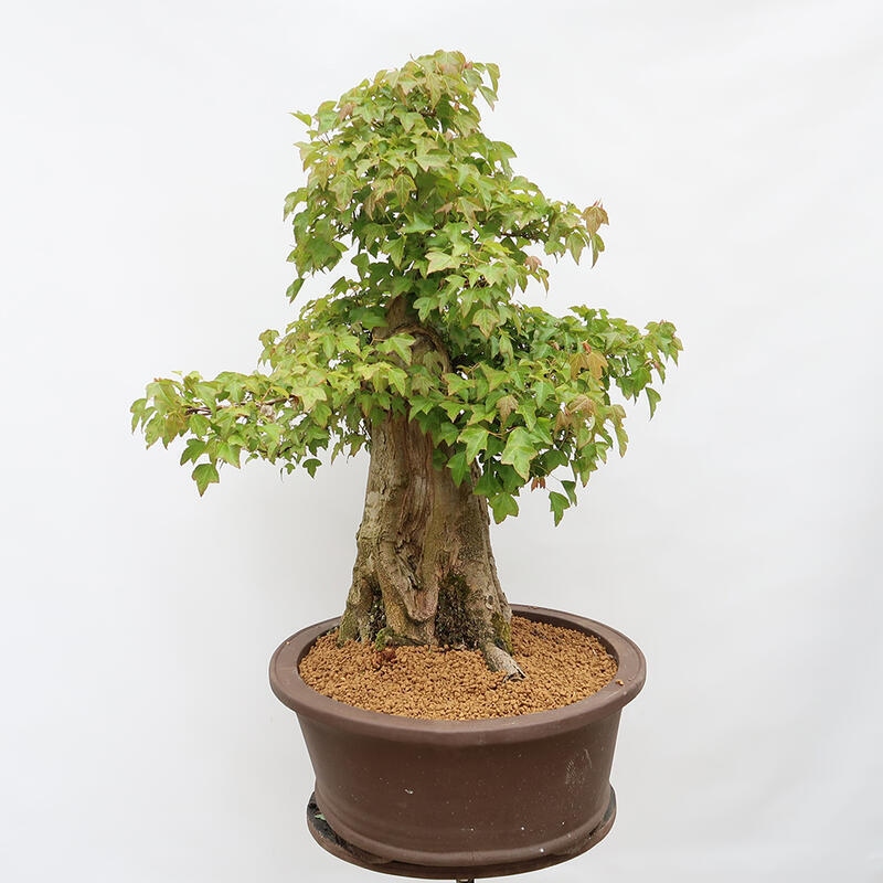 Outdoor-Bonsai – Burger-Ahorn – Acer Burgerianum – NUR PALETTENTRANSPORT