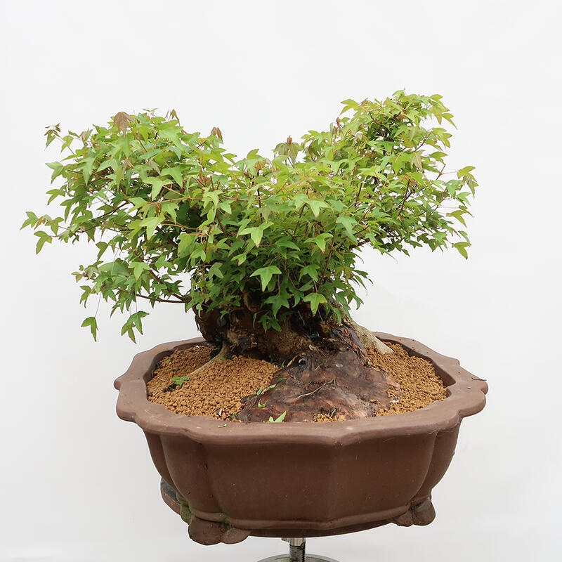 Outdoor-Bonsai – Burger-Ahorn – Acer Burgerianum – NUR PALETTENTRANSPORT