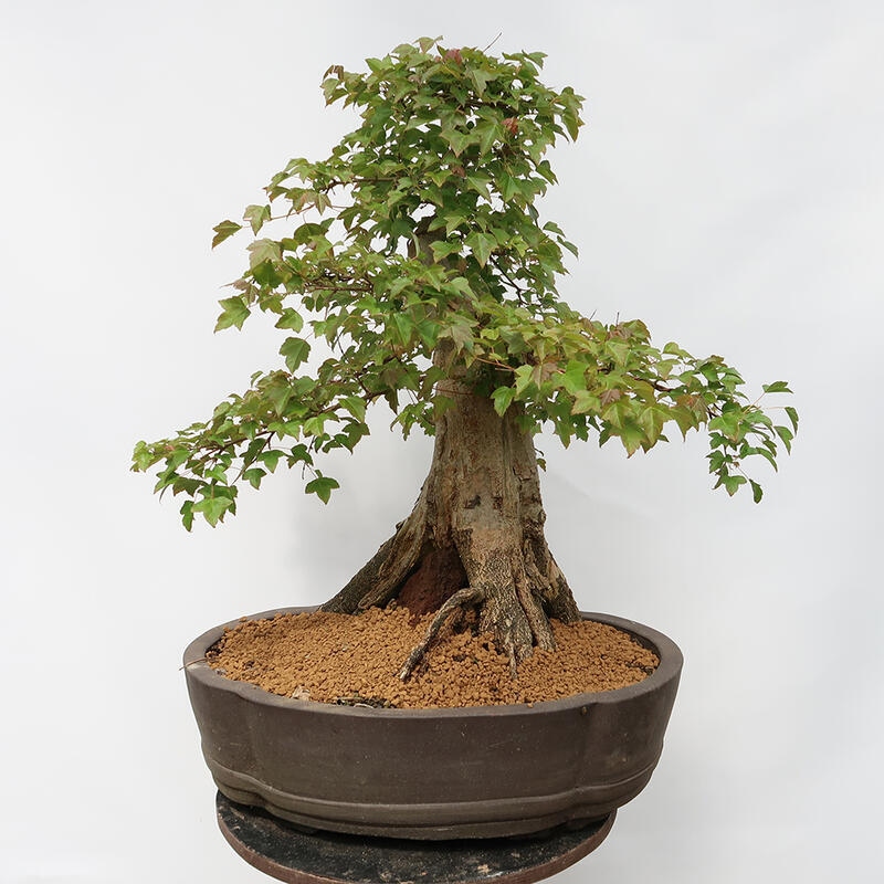 Outdoor-Bonsai – Burger-Ahorn – Acer Burgerianum – NUR PALETTENTRANSPORT