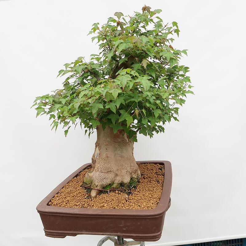 Outdoor-Bonsai – Burger-Ahorn – Acer Burgerianum – NUR PALETTENTRANSPORT