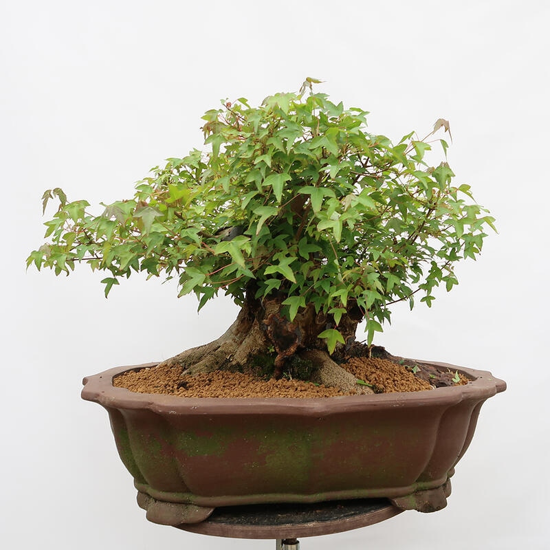 Outdoor-Bonsai – Burger-Ahorn – Acer Burgerianum – NUR PALETTENTRANSPORT