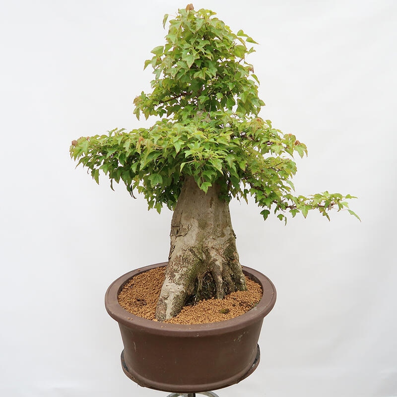 Outdoor-Bonsai – Burger-Ahorn – Acer Burgerianum – NUR PALETTENTRANSPORT