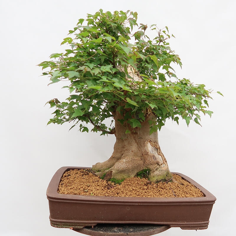 Outdoor-Bonsai – Burger-Ahorn – Acer Burgerianum – NUR PALETTENTRANSPORT