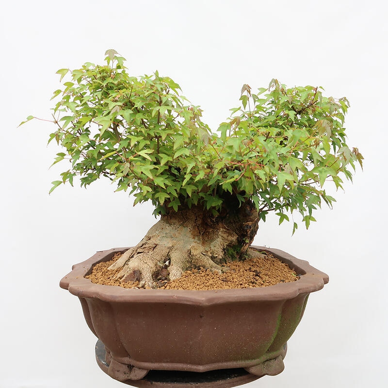 Outdoor-Bonsai – Burger-Ahorn – Acer Burgerianum – NUR PALETTENTRANSPORT