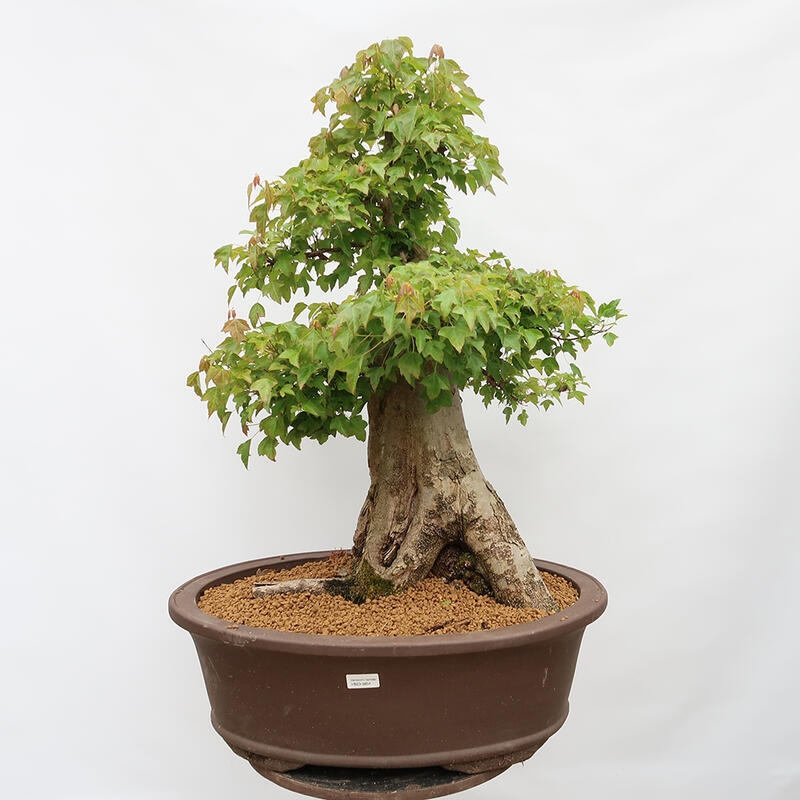 Outdoor-Bonsai – Burger-Ahorn – Acer Burgerianum – NUR PALETTENTRANSPORT