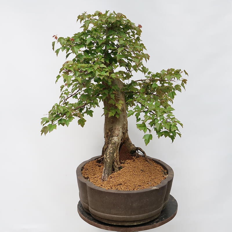 Outdoor-Bonsai – Burger-Ahorn – Acer Burgerianum – NUR PALETTENTRANSPORT