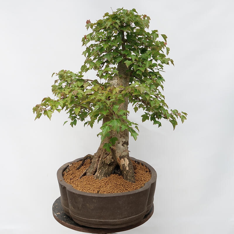 Outdoor-Bonsai – Burger-Ahorn – Acer Burgerianum – NUR PALETTENTRANSPORT