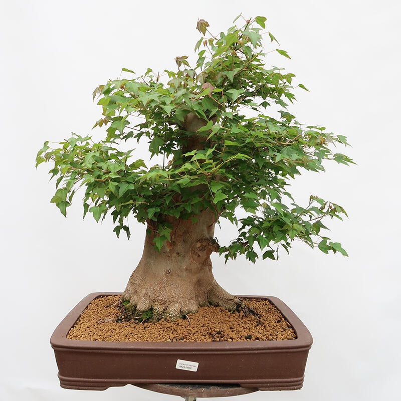 Outdoor-Bonsai – Burger-Ahorn – Acer Burgerianum – NUR PALETTENTRANSPORT