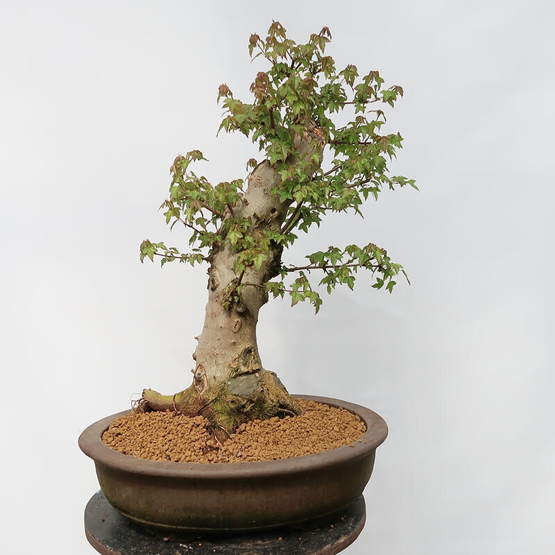 Outdoor-Bonsai – Burger-Ahorn – Acer Burgerianum – NUR PALETTENTRANSPORT