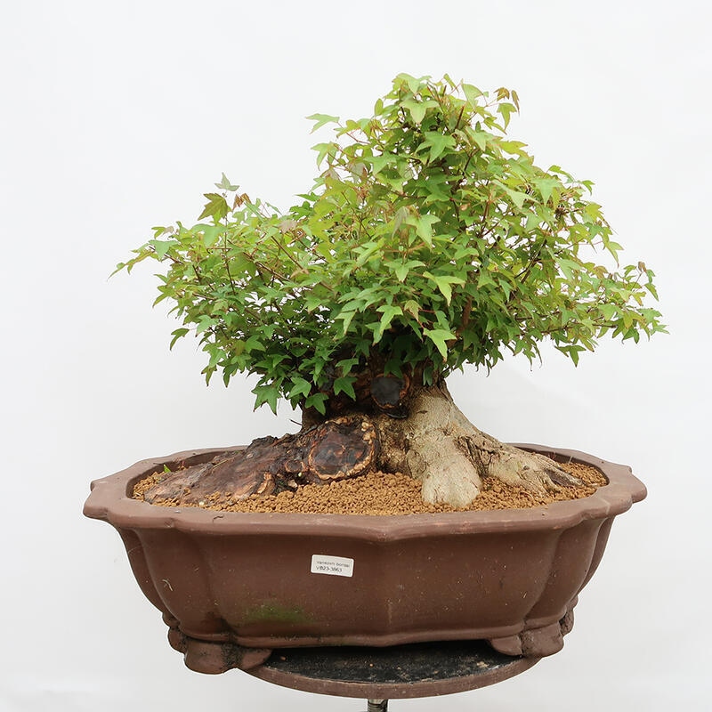 Outdoor-Bonsai – Burger-Ahorn – Acer Burgerianum – NUR PALETTENTRANSPORT