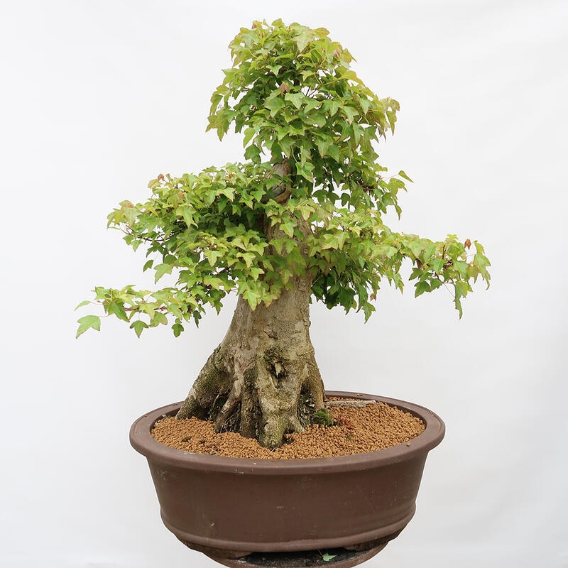 Outdoor-Bonsai – Burger-Ahorn – Acer Burgerianum – NUR PALETTENTRANSPORT