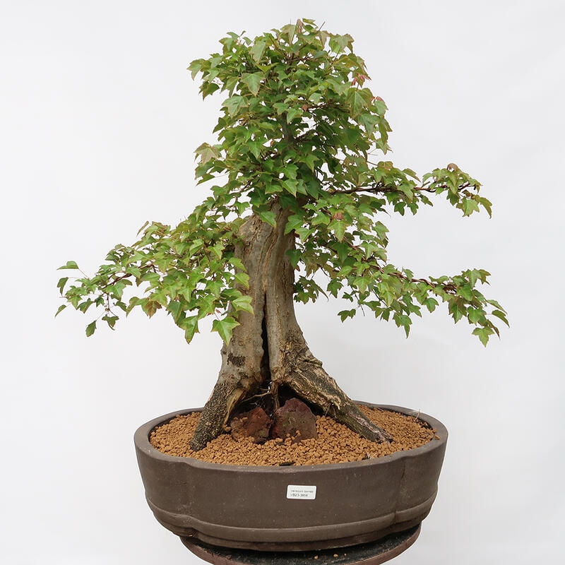 Outdoor-Bonsai – Burger-Ahorn – Acer Burgerianum – NUR PALETTENTRANSPORT