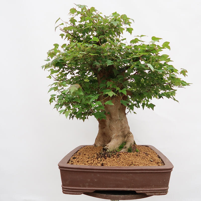 Outdoor-Bonsai – Burger-Ahorn – Acer Burgerianum – NUR PALETTENTRANSPORT