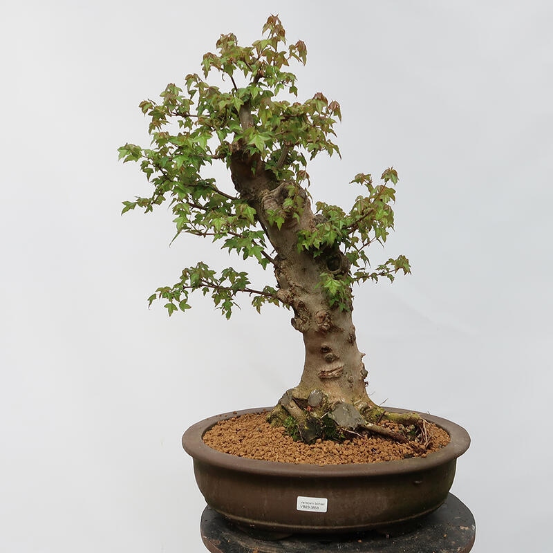 Outdoor-Bonsai – Burger-Ahorn – Acer Burgerianum – NUR PALETTENTRANSPORT