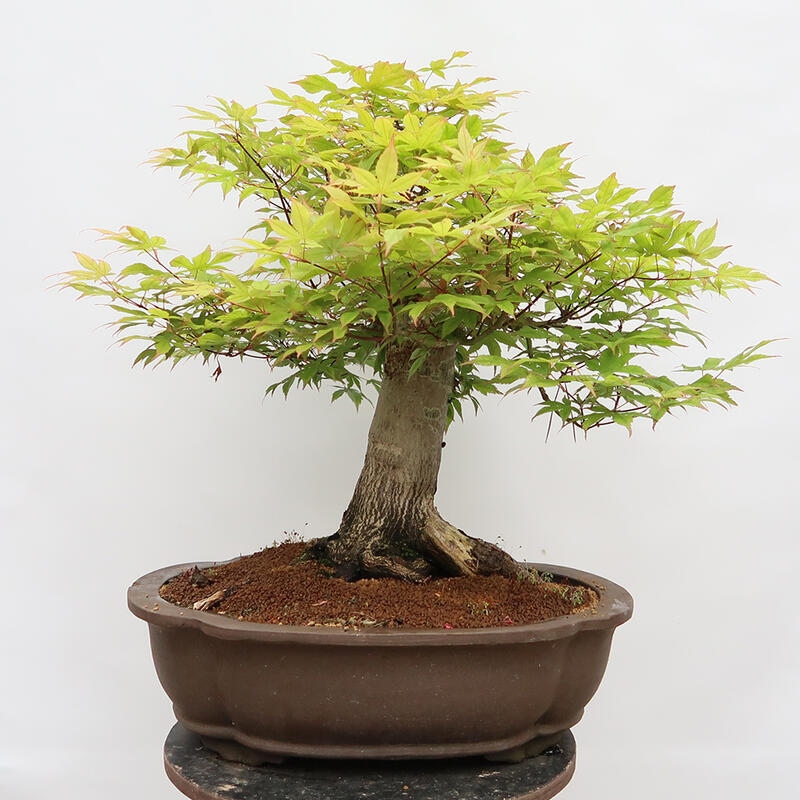 Bonsai im Freien – Ahorn – Acer palmatum – NUR PALETTENTRANSPORT