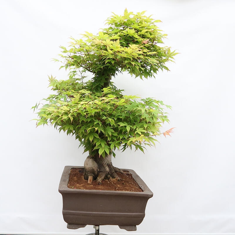 Bonsai im Freien – Ahorn – Acer palmatum – NUR PALETTENTRANSPORT