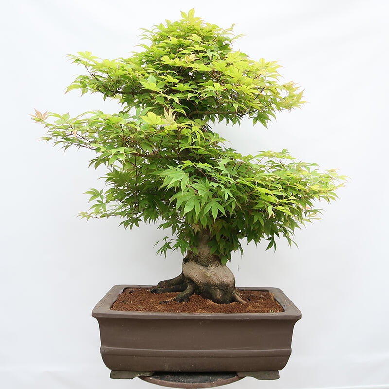 Bonsai im Freien – Ahorn – Acer palmatum – NUR PALETTENTRANSPORT