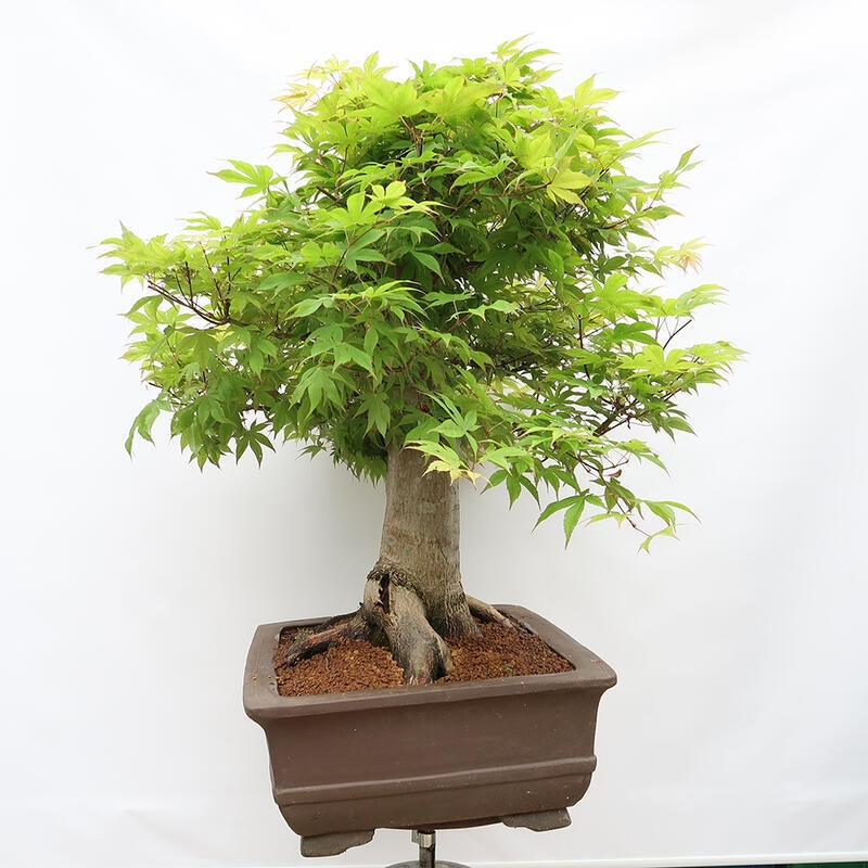 Bonsai im Freien – Ahorn – Acer palmatum – NUR PALETTENTRANSPORT