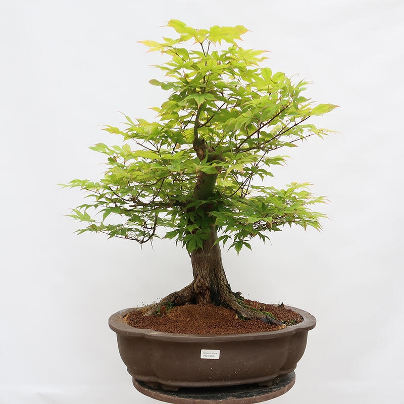 Bonsai im Freien – Ahorn – Acer palmatum – NUR PALETTENTRANSPORT