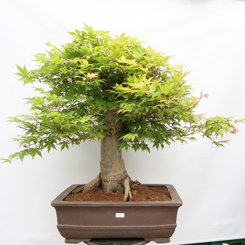 Bonsai im Freien – Ahorn – Acer palmatum – NUR PALETTENTRANSPORT