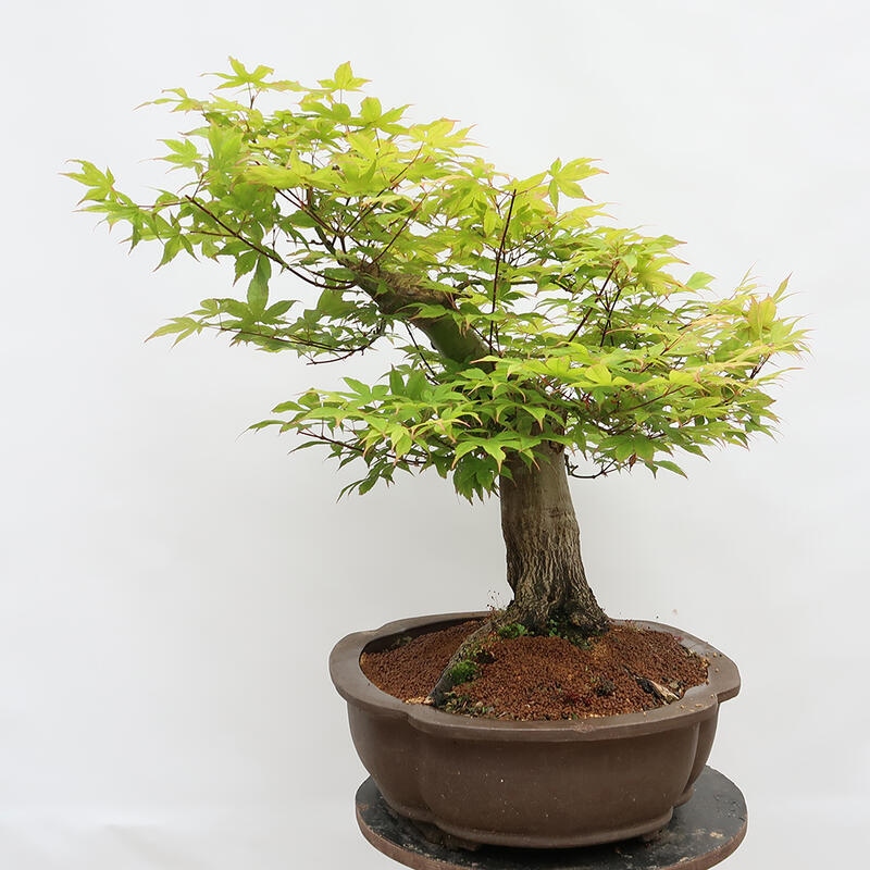 Bonsai im Freien – Ahorn – Acer palmatum – NUR PALETTENTRANSPORT