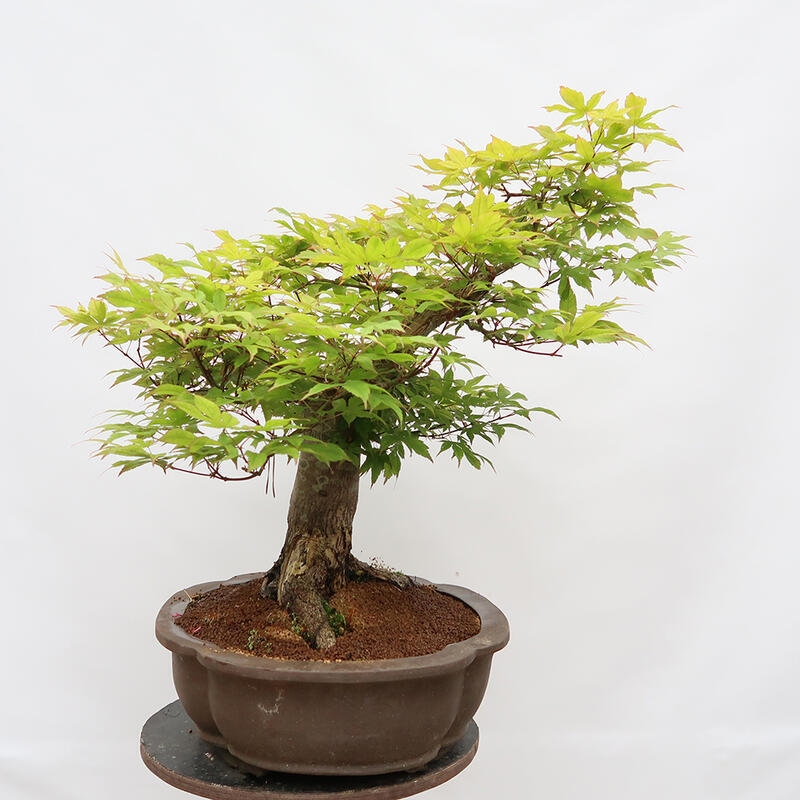 Bonsai im Freien – Ahorn – Acer palmatum – NUR PALETTENTRANSPORT