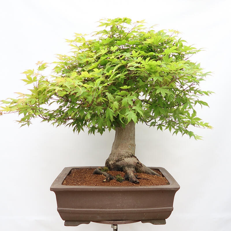 Bonsai im Freien – Ahorn – Acer palmatum – NUR PALETTENTRANSPORT