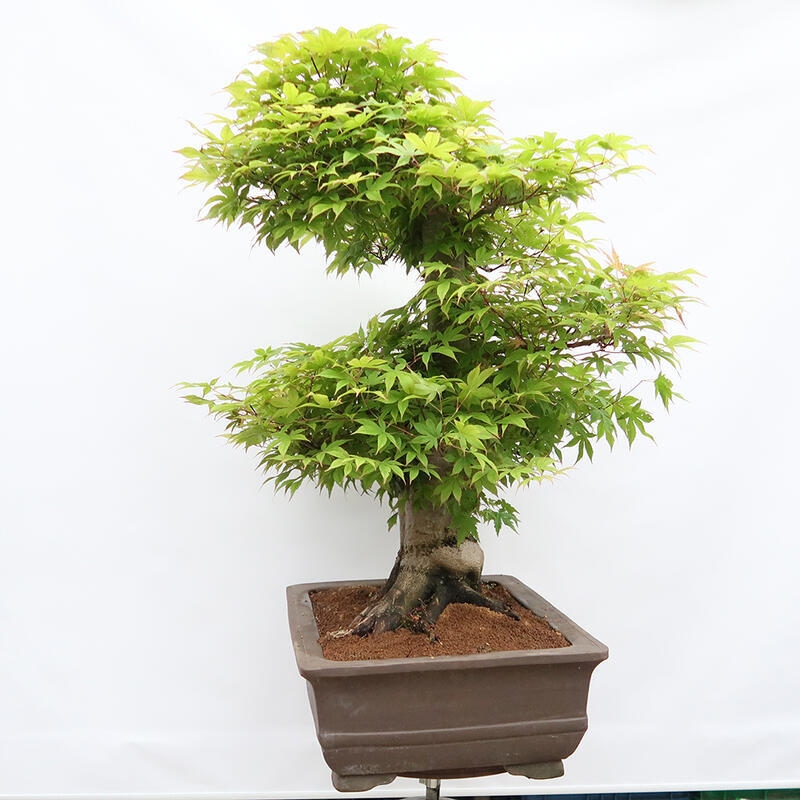 Bonsai im Freien – Ahorn – Acer palmatum – NUR PALETTENTRANSPORT