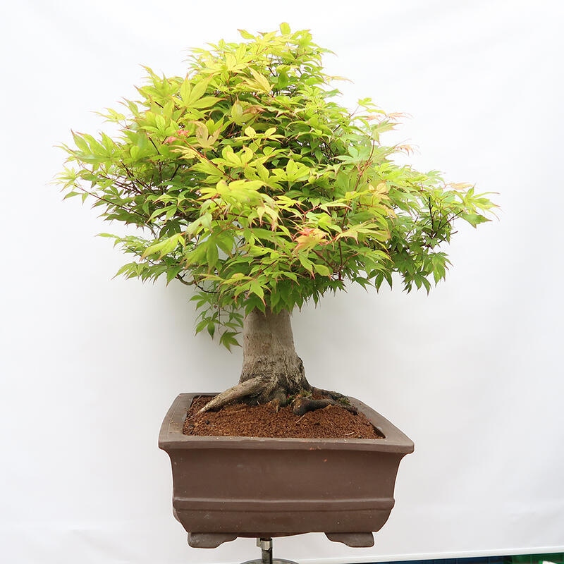 Bonsai im Freien – Ahorn – Acer palmatum – NUR PALETTENTRANSPORT