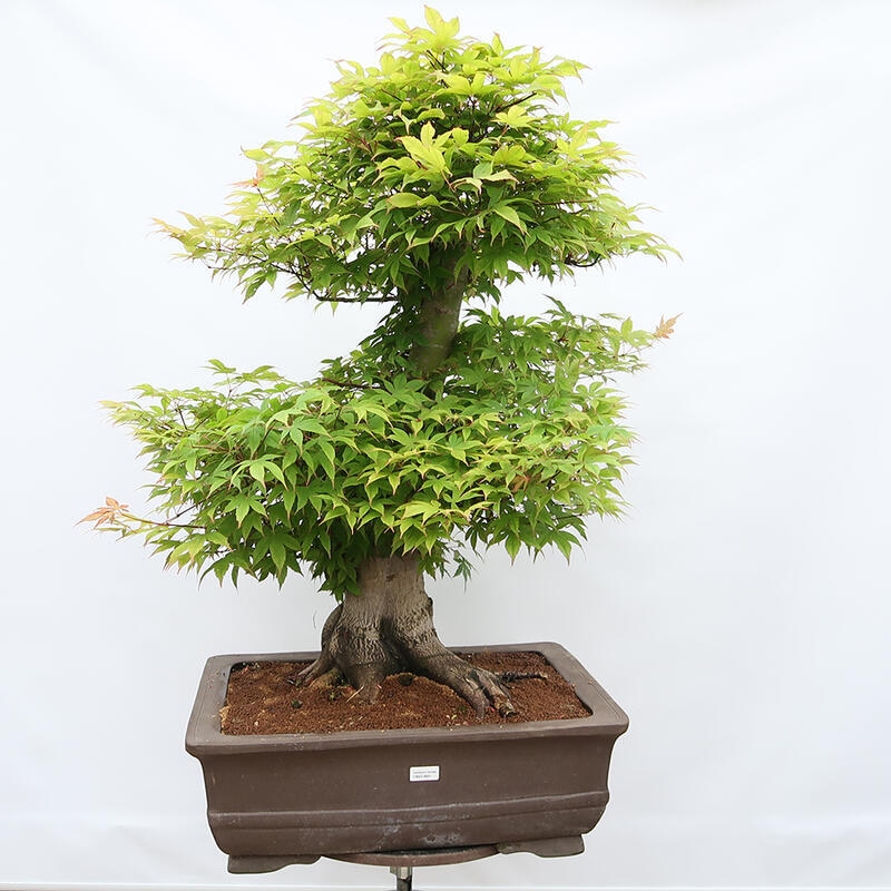 Bonsai im Freien – Ahorn – Acer palmatum – NUR PALETTENTRANSPORT