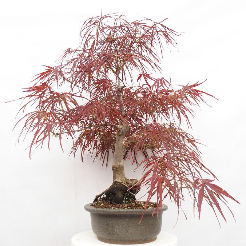 Bonsai im Freien - Acer palmatum RED PYGMY