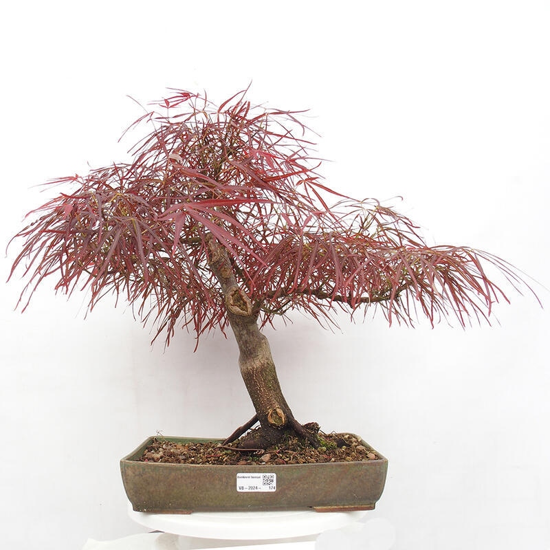 Bonsai im Freien - Acer palmatum RED PYGMY